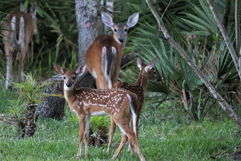 Deer family by Trish Hale at Graham Swamp