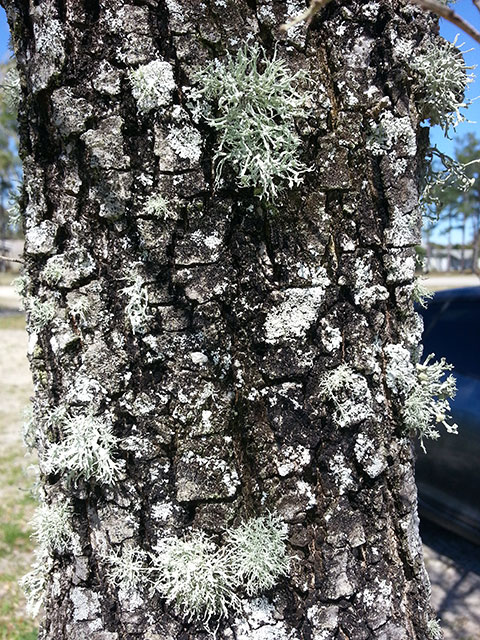 Is green moss on trees harmful?