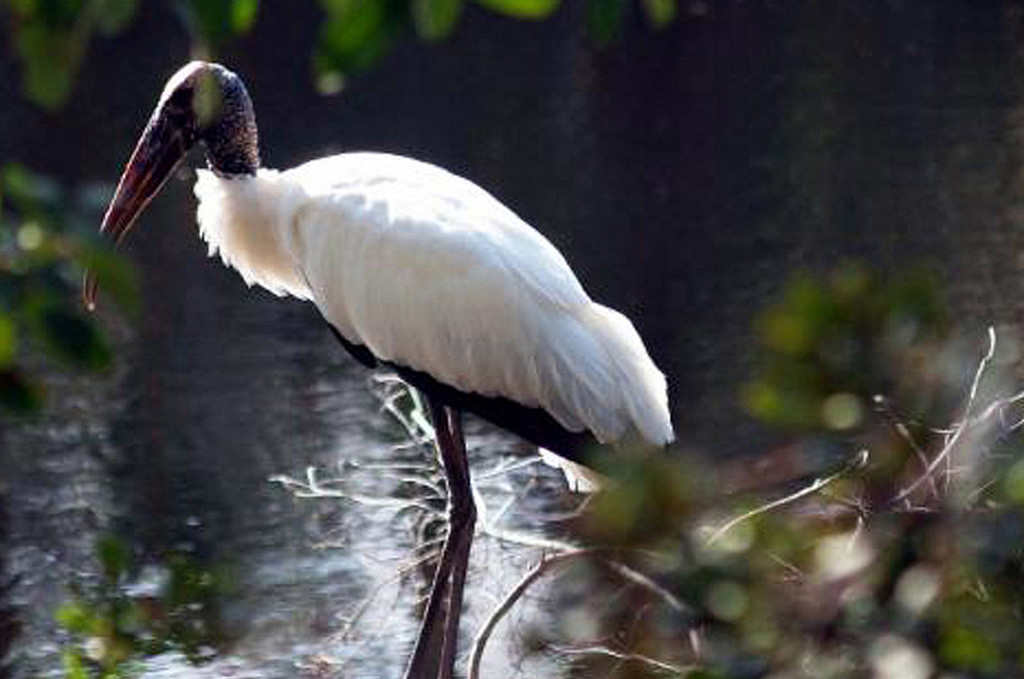 Birds You May See City of Palm Coast, Florida